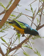 Pygmy Sunbird