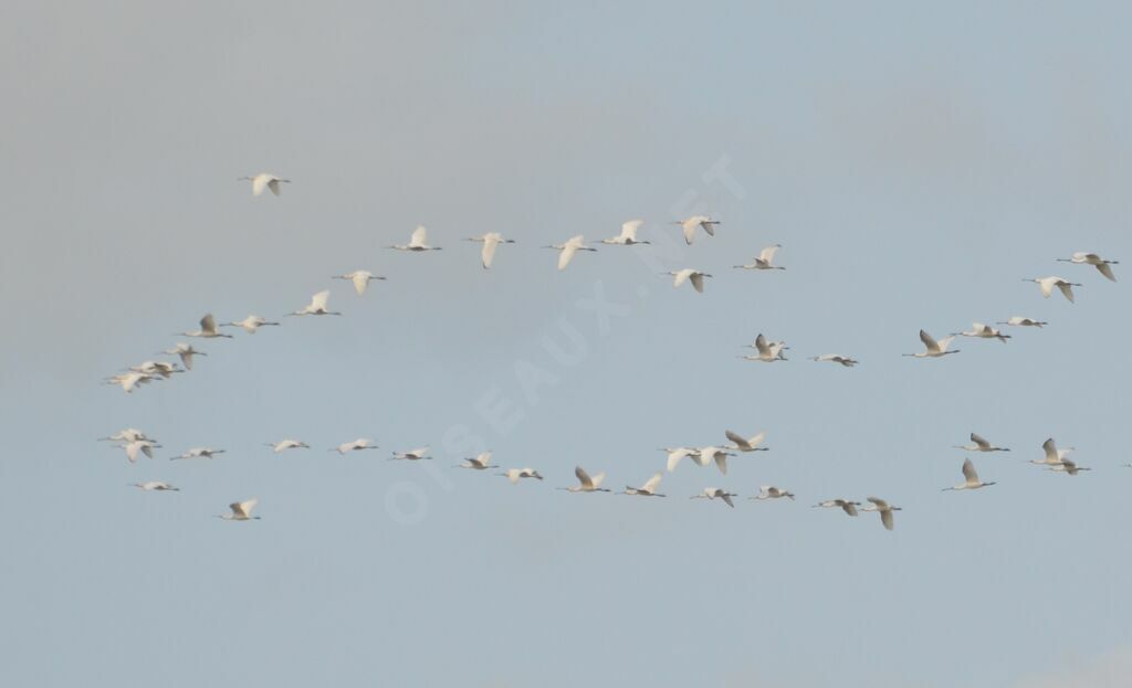 Eurasian Spoonbill, Flight