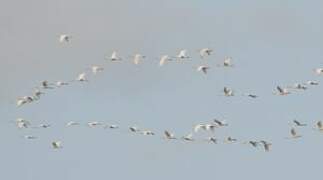 Eurasian Spoonbill