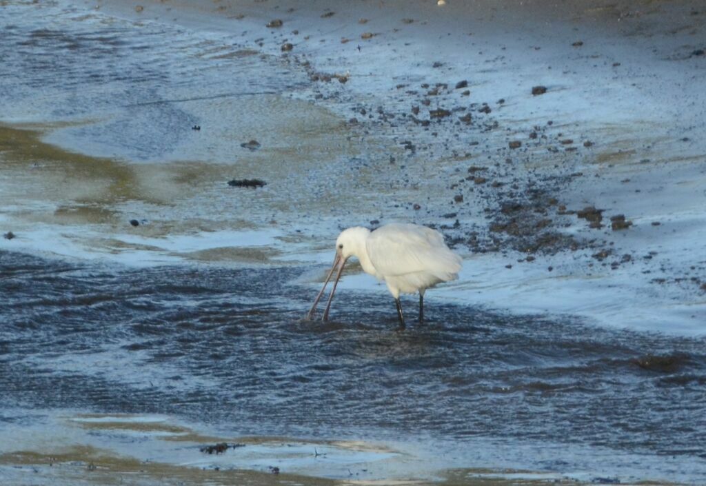 Eurasian Spoonbill