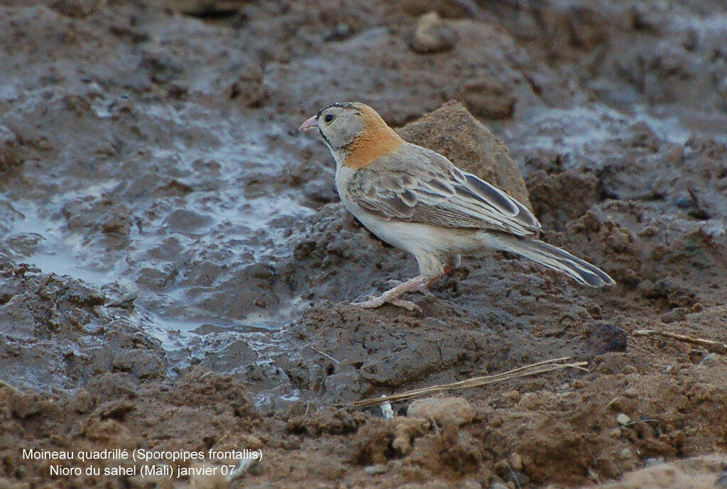 Speckle-fronted Weaveradult post breeding