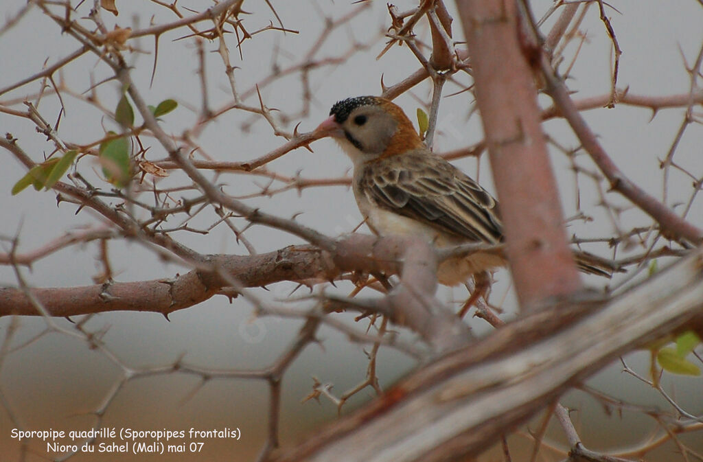 Speckle-fronted Weaver