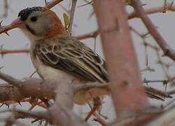 Speckle-fronted Weaver