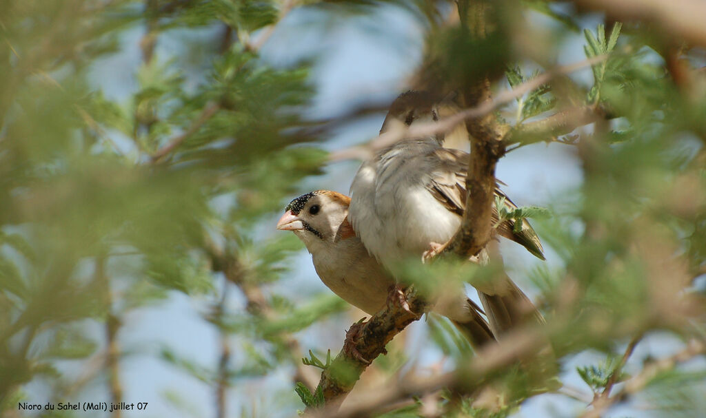 Speckle-fronted Weaver