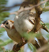 Speckle-fronted Weaver