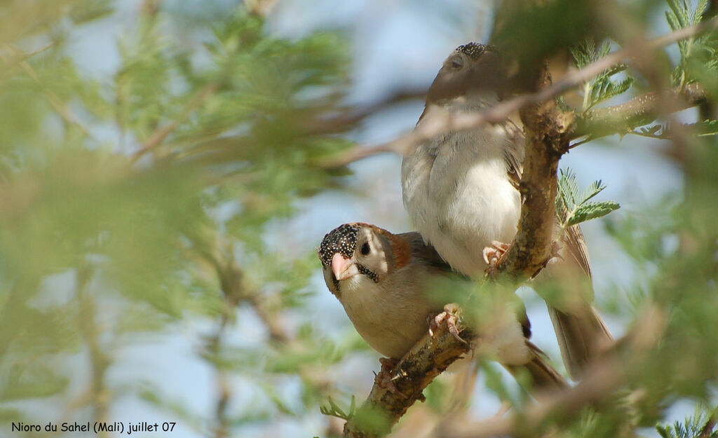 Speckle-fronted Weaver