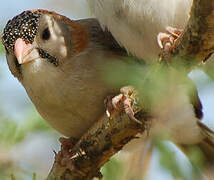 Speckle-fronted Weaver