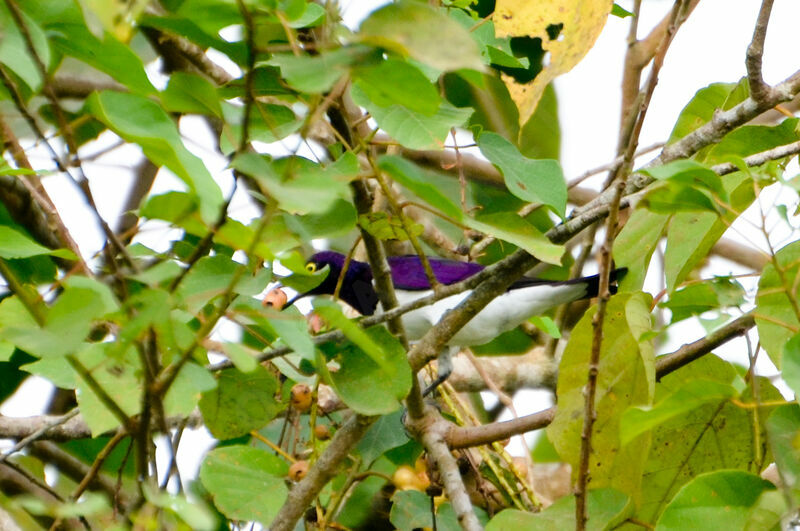 Violet-backed Starling male adult, feeding habits
