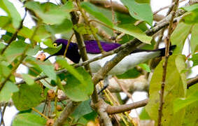 Violet-backed Starling