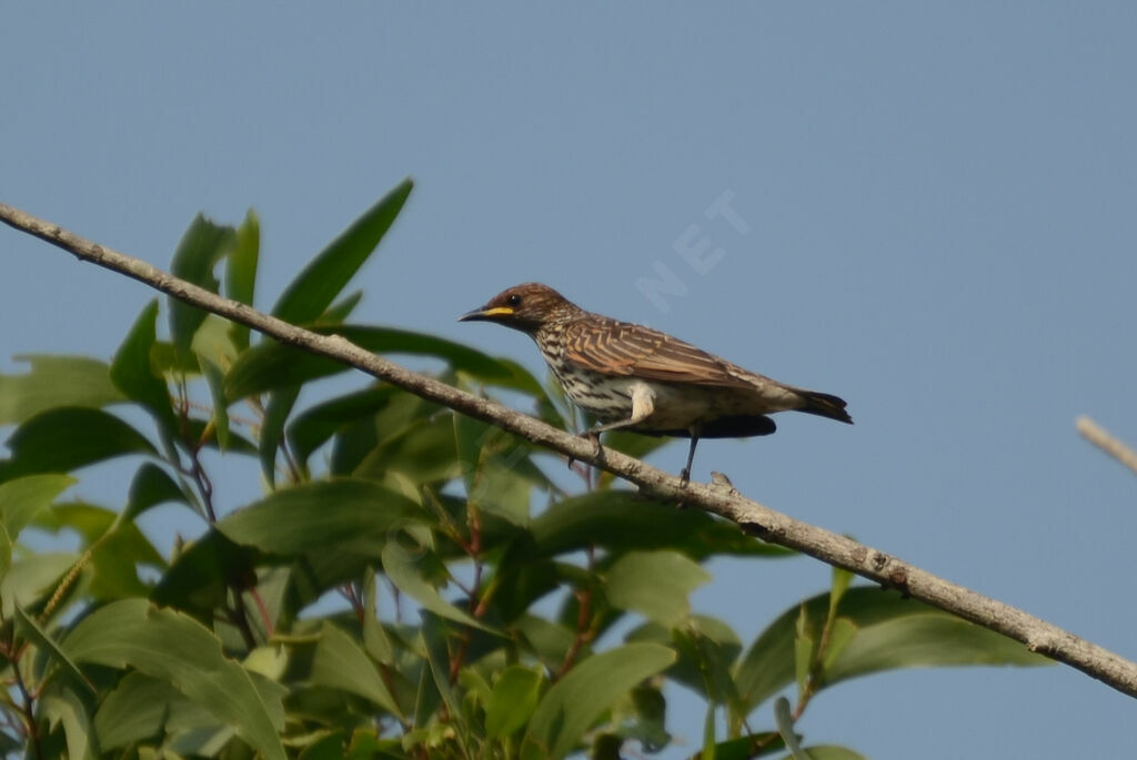 Violet-backed Starlingimmature