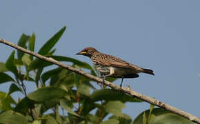 Violet-backed Starling