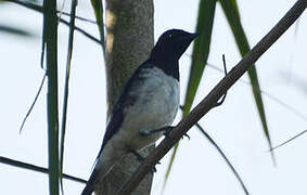 Violet-backed Starling