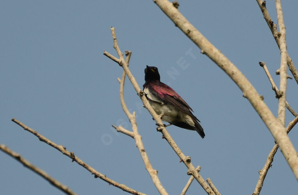 Violet-backed Starling male adult