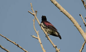 Violet-backed Starling