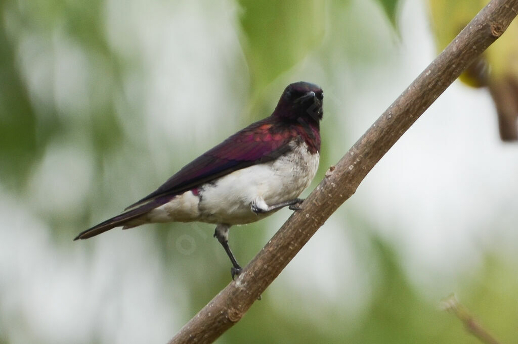 Violet-backed Starling