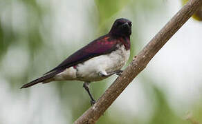 Violet-backed Starling