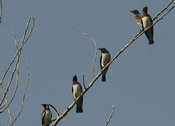 Violet-backed Starling