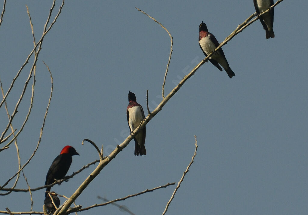 Violet-backed Starling