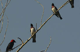 Violet-backed Starling