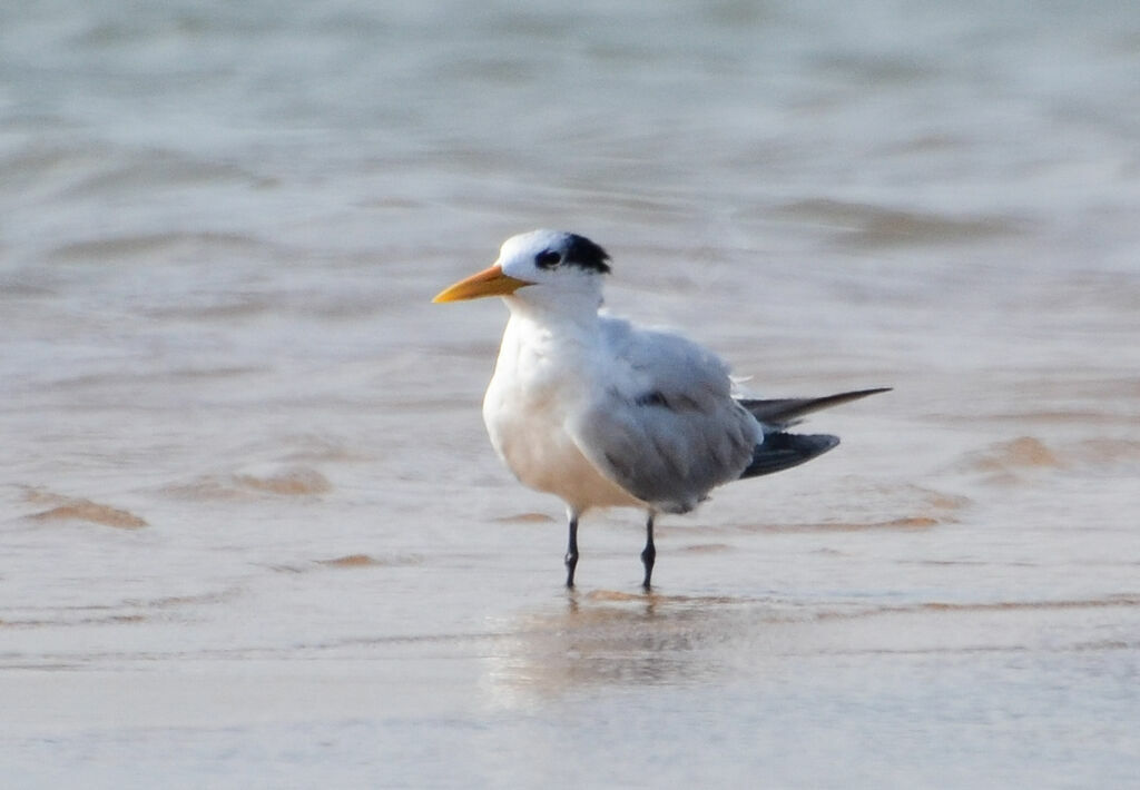 West African Crested Tern