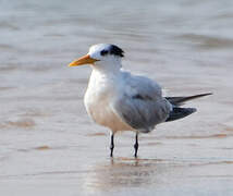 West African Crested Tern