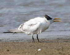 West African Crested Tern