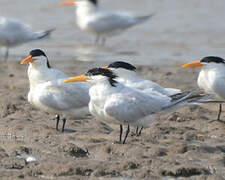 West African Crested Tern