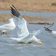 West African Crested Tern