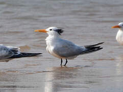 West African Crested Tern