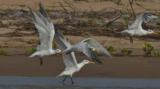 West African Crested Tern