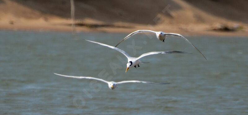 West African Crested Tern, Flight