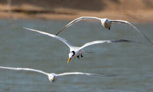 West African Crested Tern