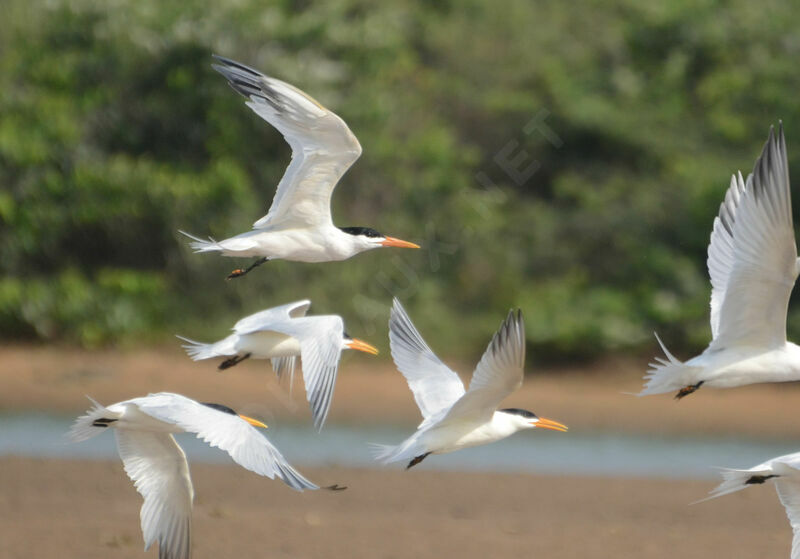 West African Crested Tern, Flight