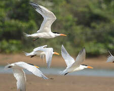 West African Crested Tern