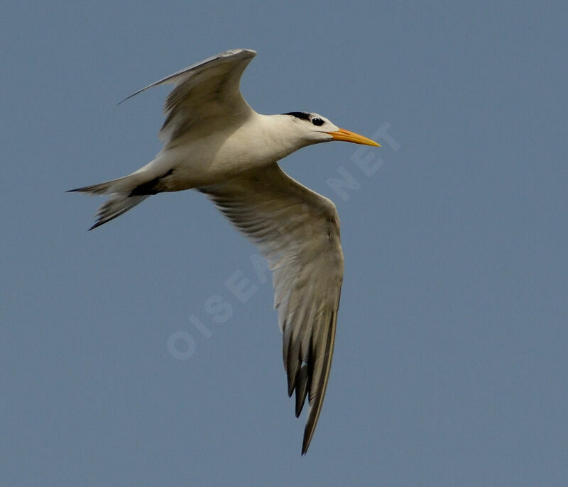 West African Crested Tern, identification