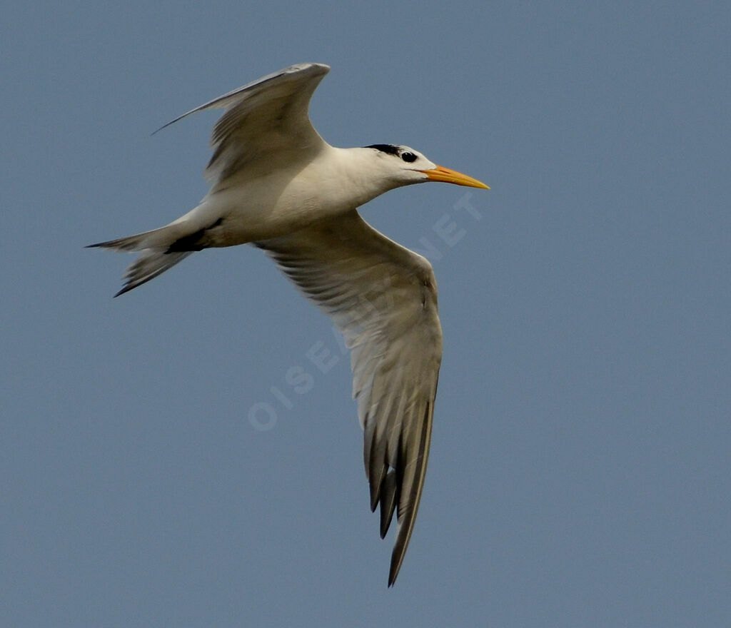 West African Crested Tern, identification