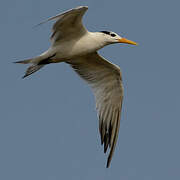 West African Crested Tern