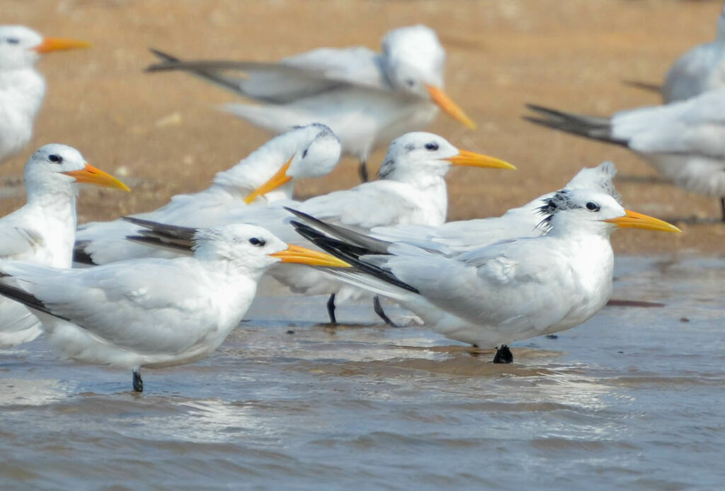 West African Crested Tern