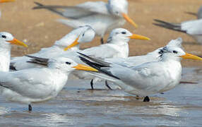 West African Crested Tern