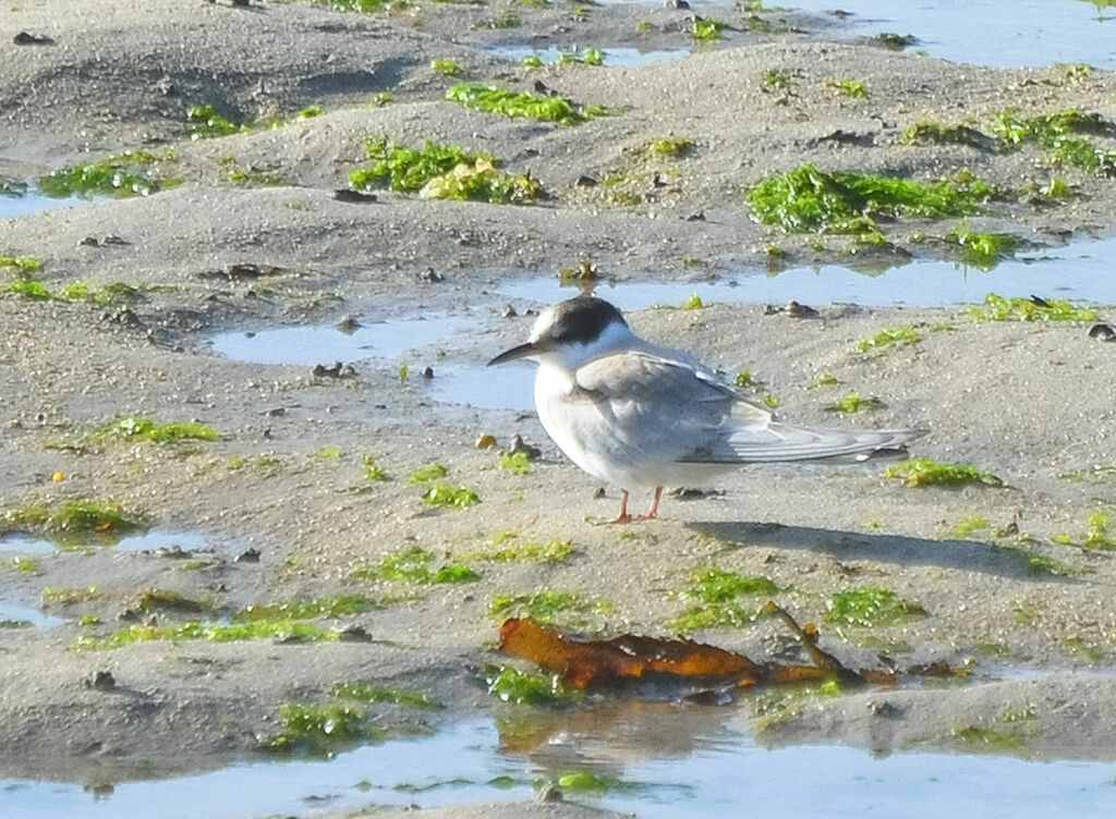 Arctic Tern