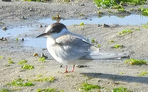 Arctic Tern