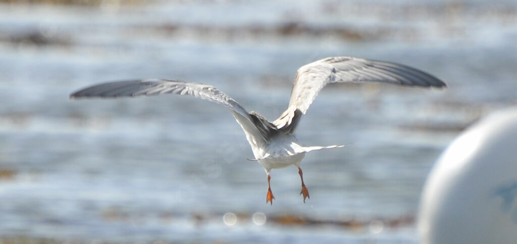 Arctic Tern, Flight