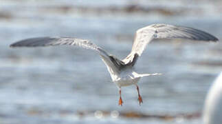 Arctic Tern