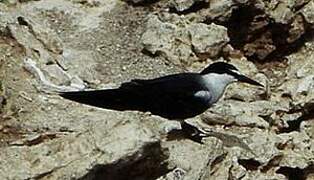 Bridled Tern