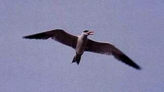 Caspian Tern