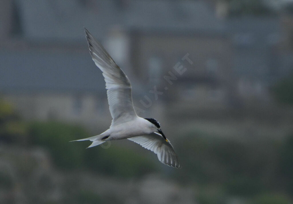 Sandwich Tern