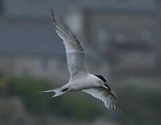 Sandwich Tern