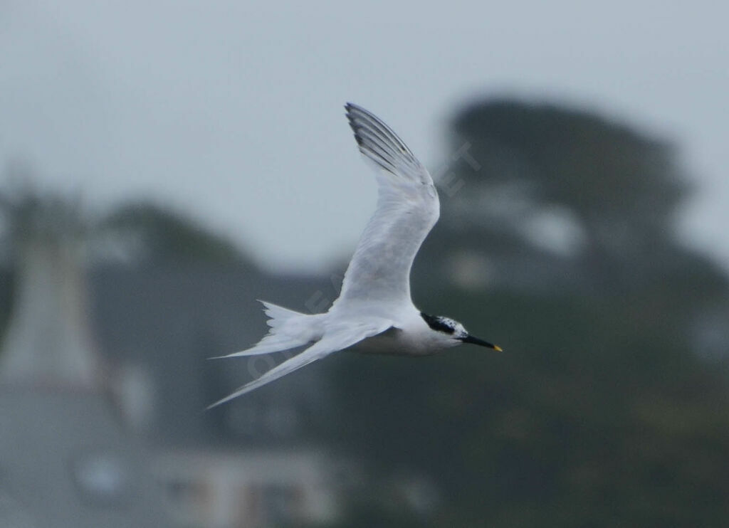 Sandwich Ternadult, Flight