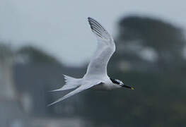 Sandwich Tern