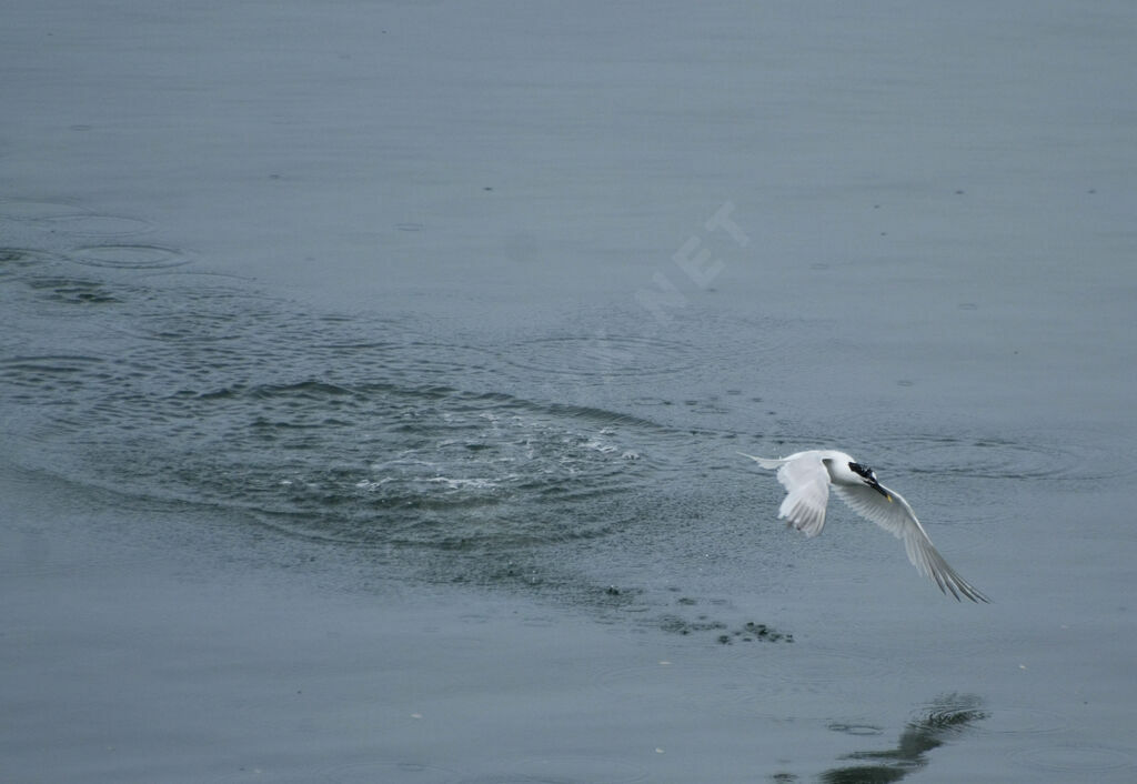 Sandwich Tern